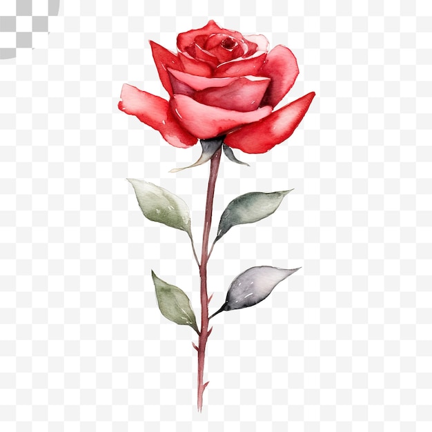 Rose watercolor transparent background