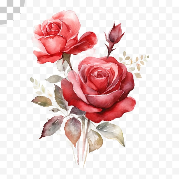 Rose watercolor transparent background