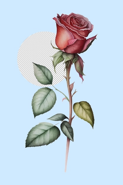 rose watercolour pen drawing illustration flowers