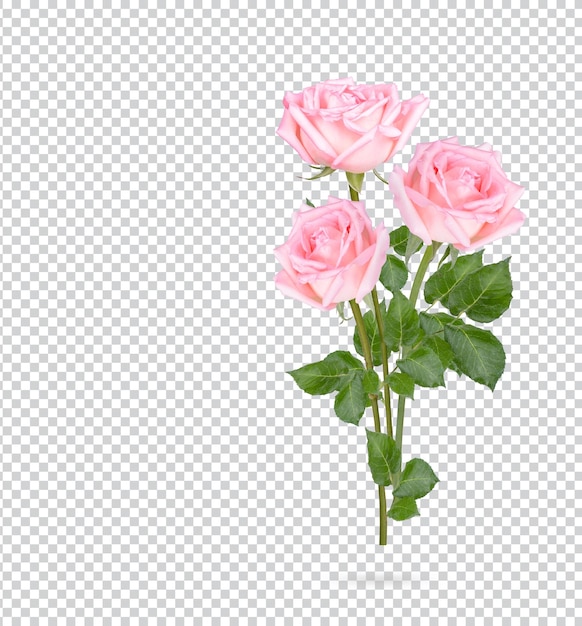 Rose with leaves isolated Premium PSD