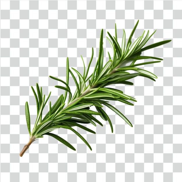 PSD rosemary background transparent