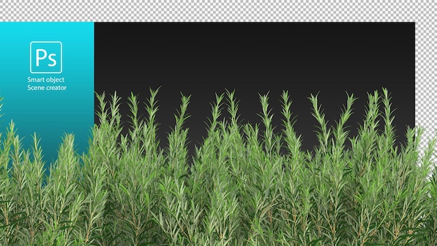 PSD rosemary bush isolated small bushes clipping path