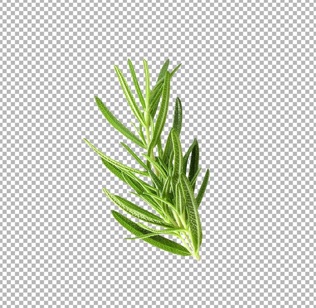 rosemary isolated on alpha layer background