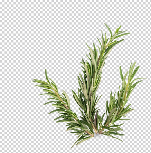 Rosemary isolated premium psd