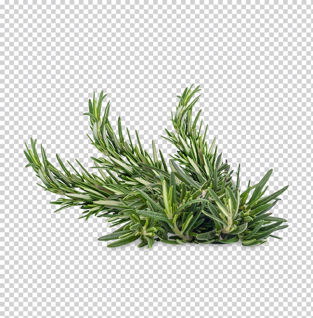 PSD rosemary isolated premium psd