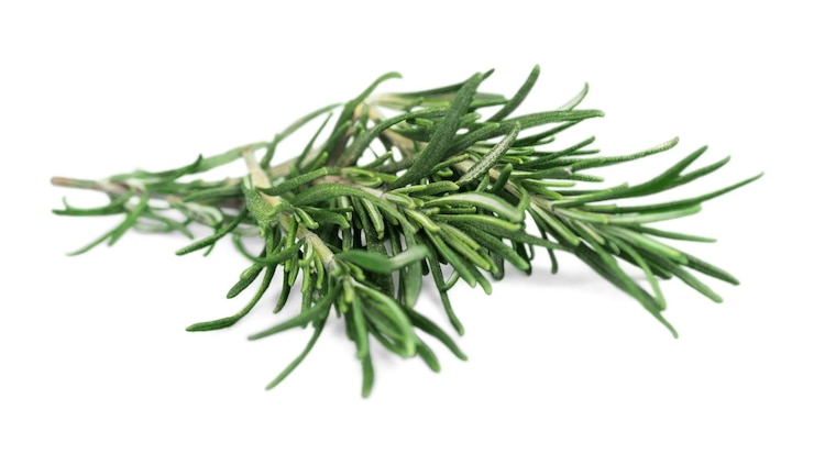 PSD 로즈마리 (rosemary) 는 단독으로 투명한 배경에 있습니다.