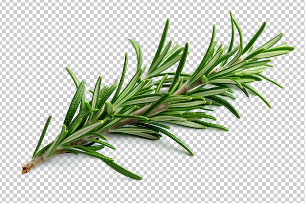 PSD rosemary isolated on transparent background