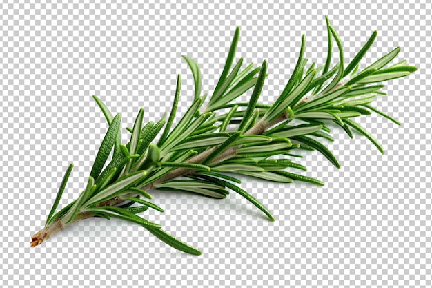 Rosemary isolated on transparent background