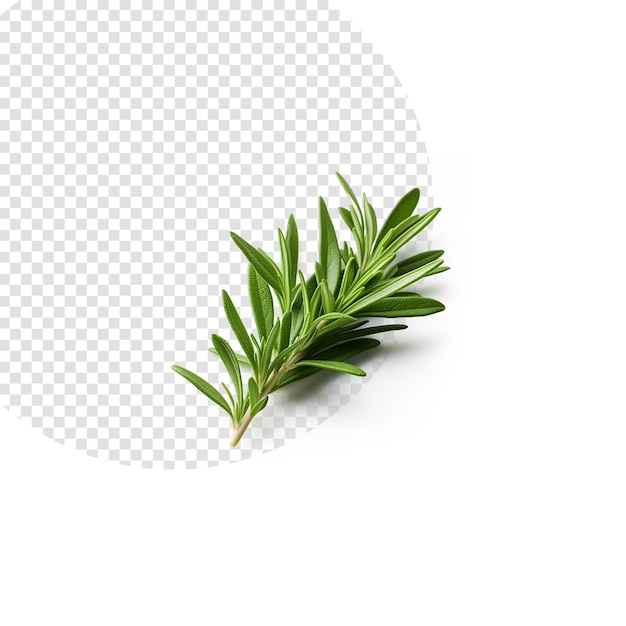 PSD rosemary leaves on white background