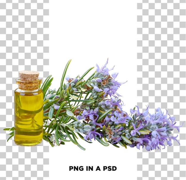rosemary with essential oil isolated on transparent background