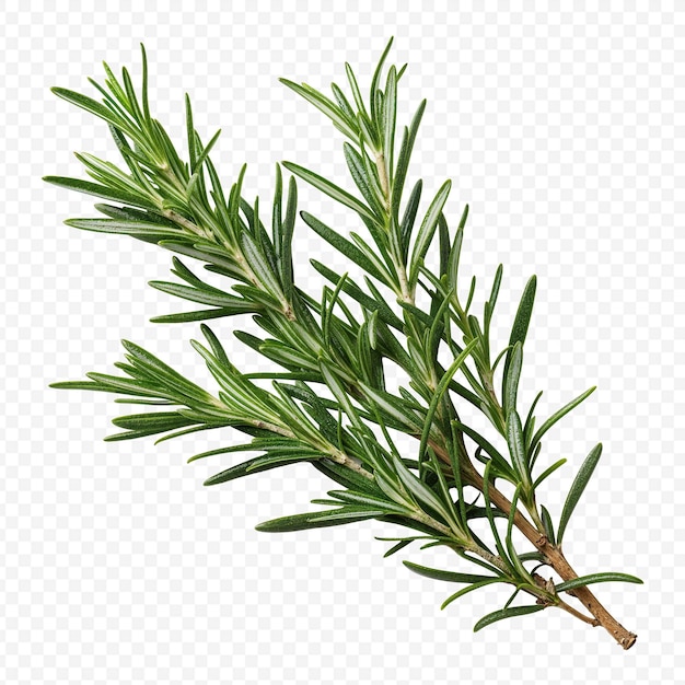 PSD rosemary