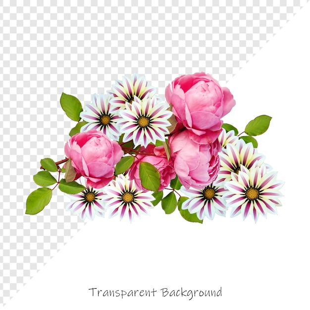 透明な背景のバラの花