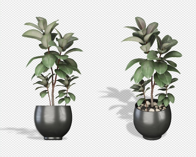 Roślin renderowania 3d