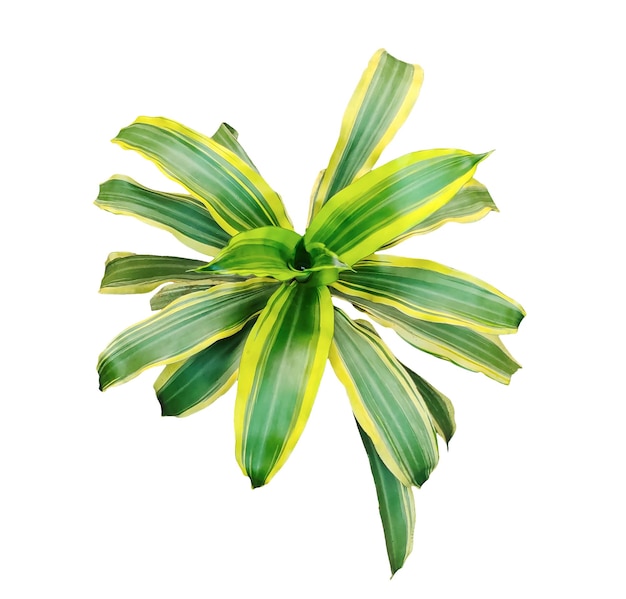 Roślina Dracaena fragrans
