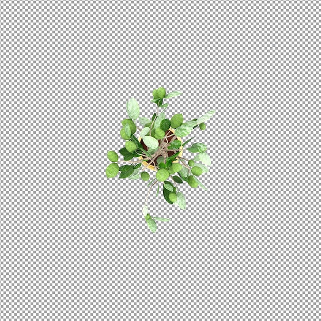 Roślina izolowana w renderowaniu 3d