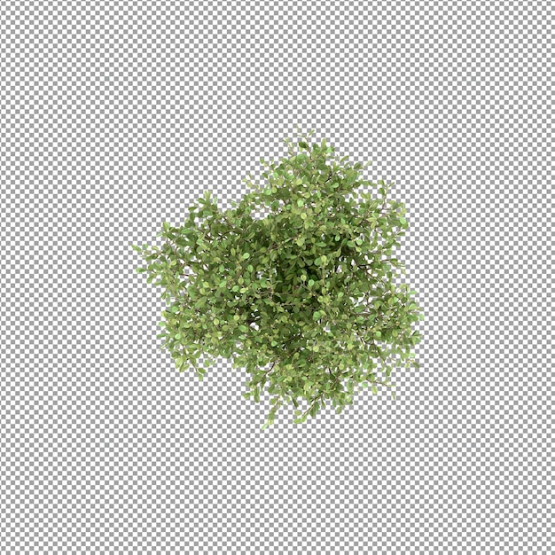 Roślina izolowana w renderowaniu 3d