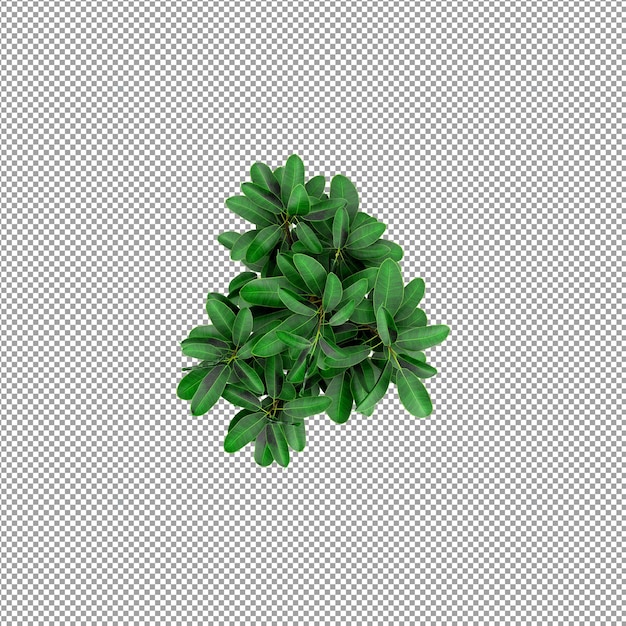 Roślina izolowana w renderowaniu 3d