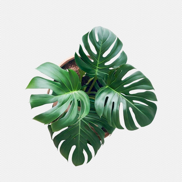 PSD roślina monstera png