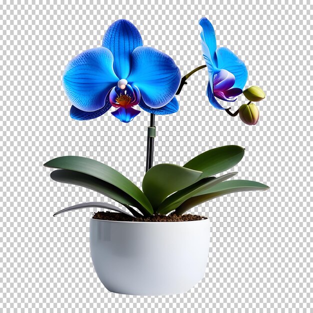 Roślina Orchidei W Garnku Na Odizolowanym Tle 3d Png