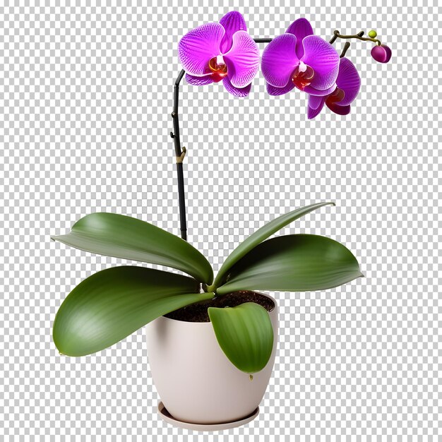 PSD roślina orchidei w garnku na odizolowanym tle 3d png