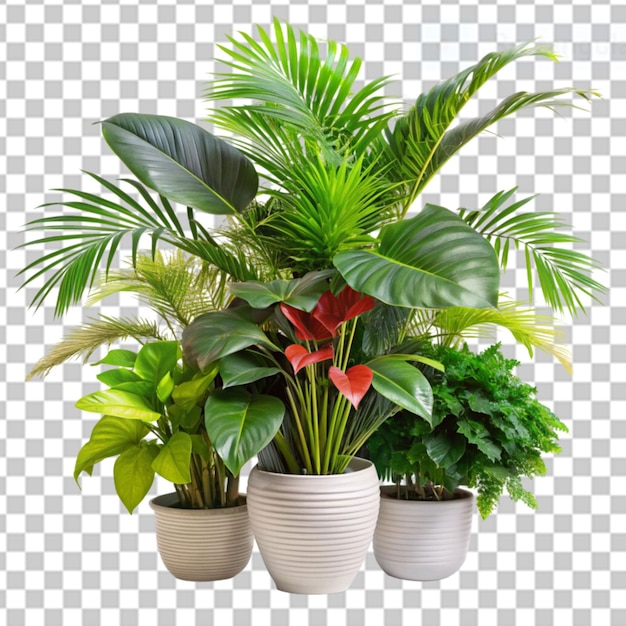PSD roślina tropikalna na przezroczystym tle