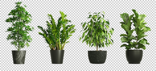 Rośliny domowe w czarnym garnku izolowane na przezroczystym tle renderowania 3d