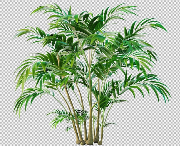 Rośliny tropikalne izolowane