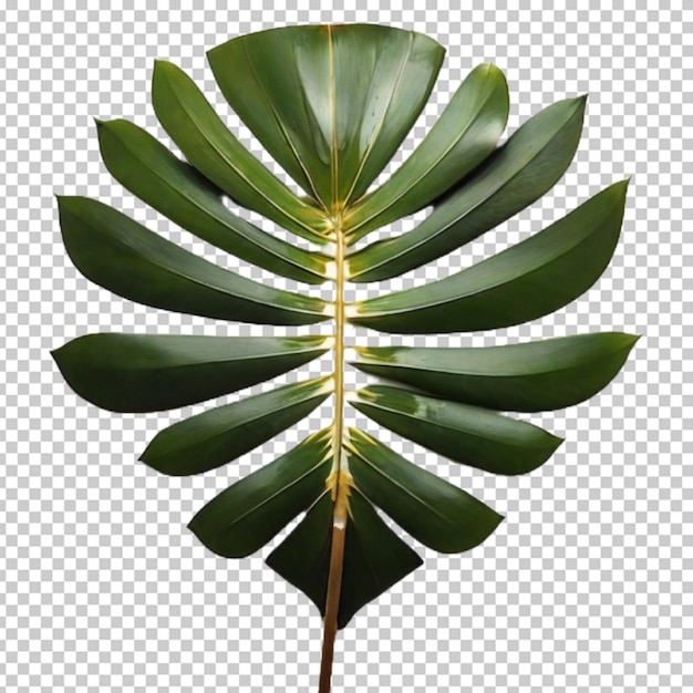 PSD rośliny tropikalne png