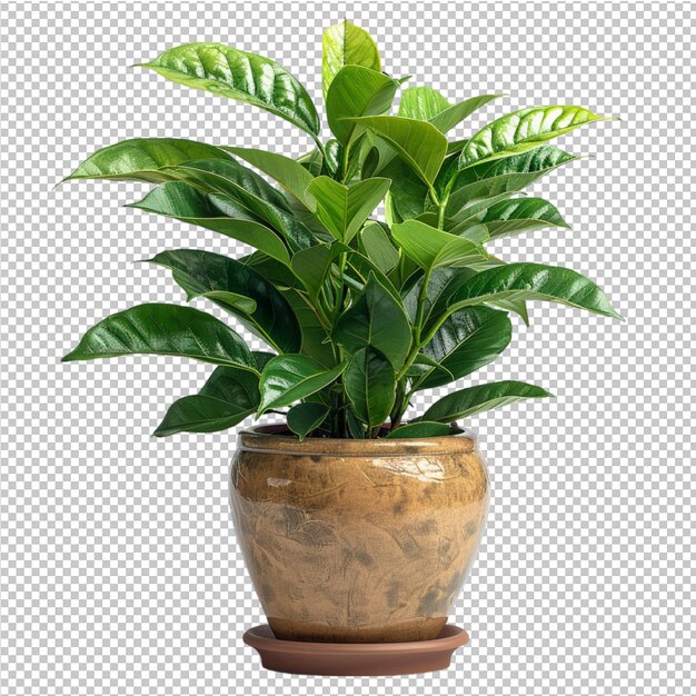 PSD rośliny tropikalne z zielonymi liśćmi w doniczkach
