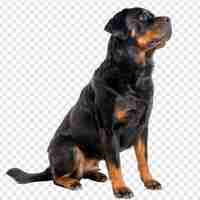 PSD rottweilers side view full body isolate on transparency background psd