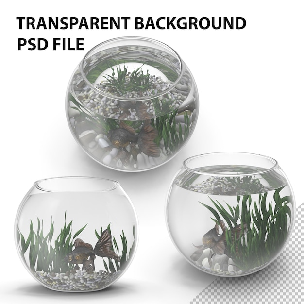 PSD round aquarium with black moor goldfish png