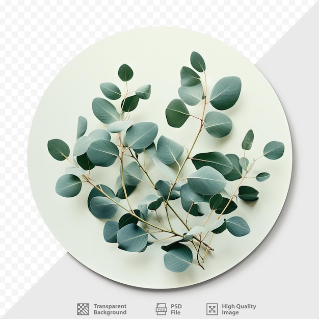 PSD round eucalyptus leaves against a transparent background