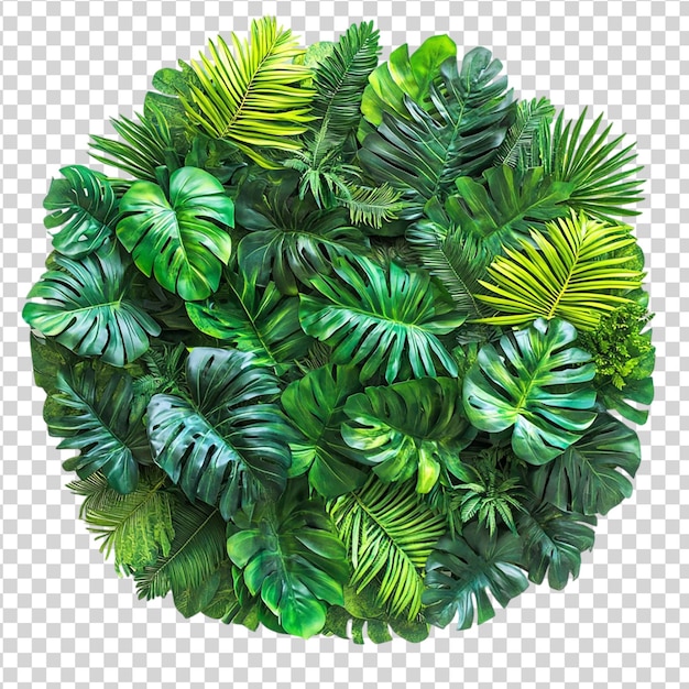 白い背景に隔離された熱帯植物から作られた丸い緑の庭の壁パネル