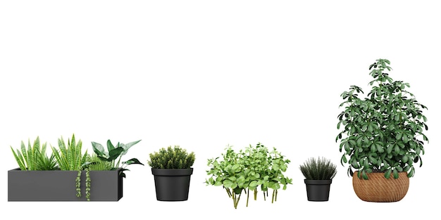 a row of plants with a green plant in the middle