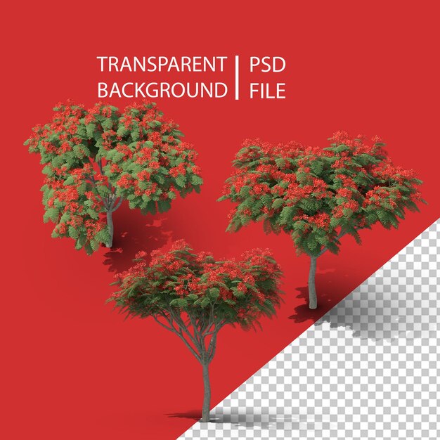 PSD royal poinciana tree png