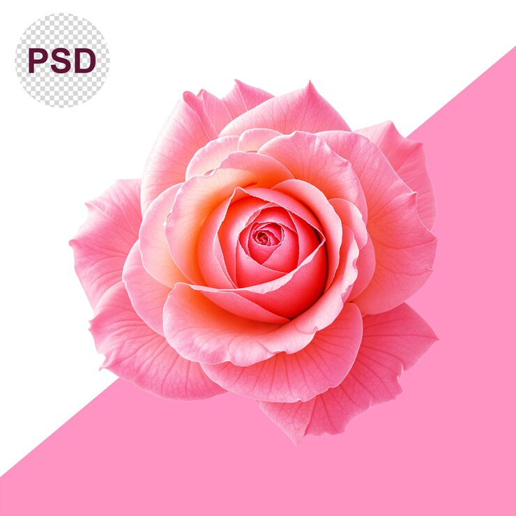 PSD róża na przezroczystym tle