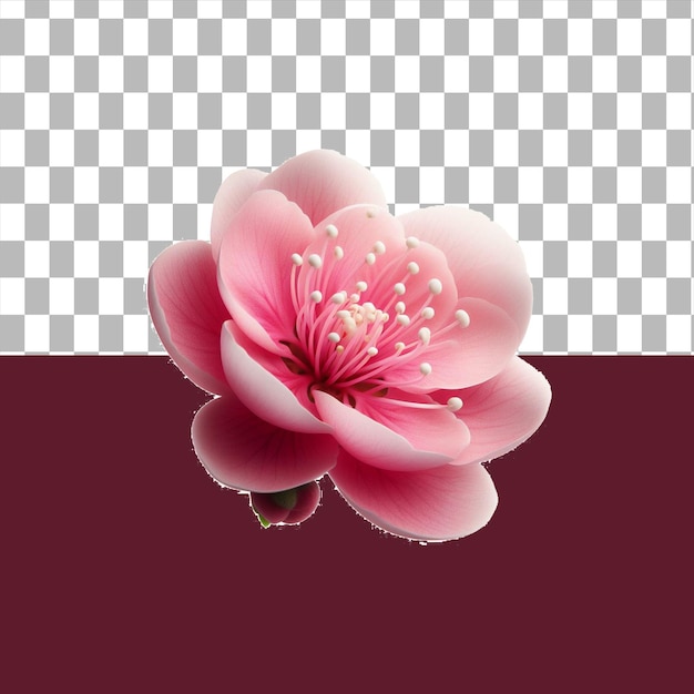 roze bloem geïsoleerd op doorzichtige achtergrond Ai gegenereerd