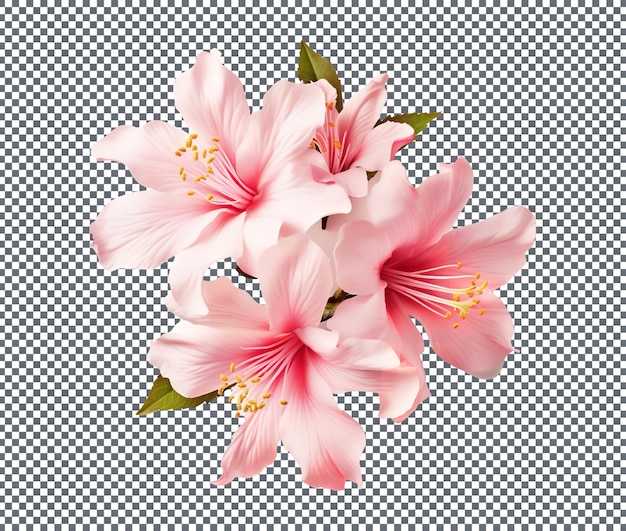 roze bloem geïsoleerd op transparante achtergrond