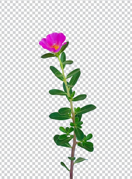 PSD roze bloem op regendruppel groen blad boomtak png bloesem botanisch realistisch roos wijnstok psd mockup