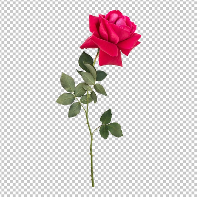 roze bloem stengel geïsoleerde weergave