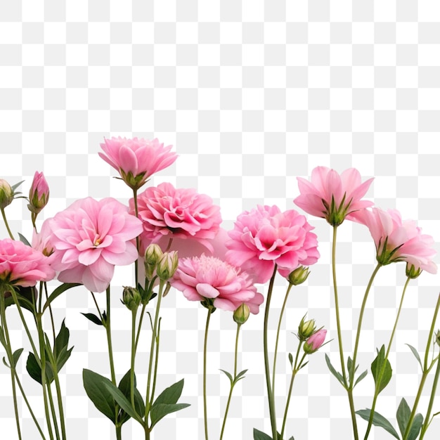 Roze bloemen geïsoleerd op een doorzichtige achtergrond
