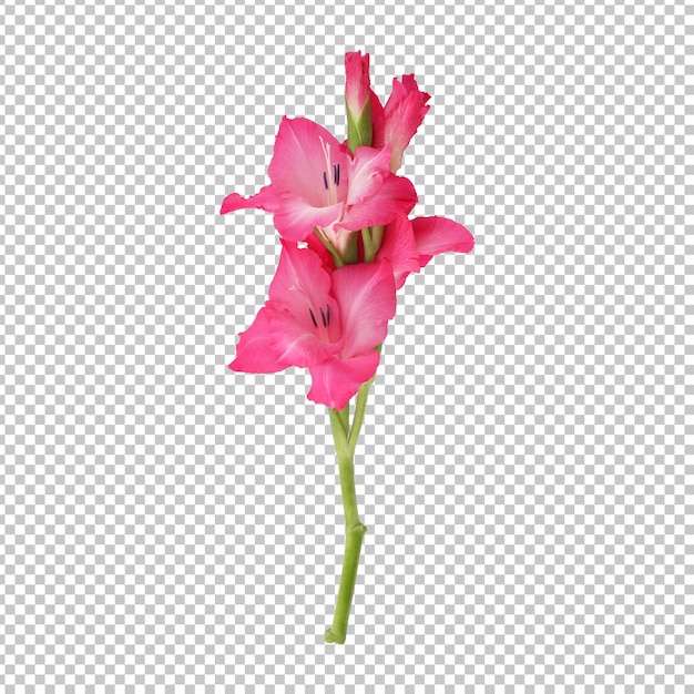 Roze gladiolen bloem stengel geïsoleerde rendering