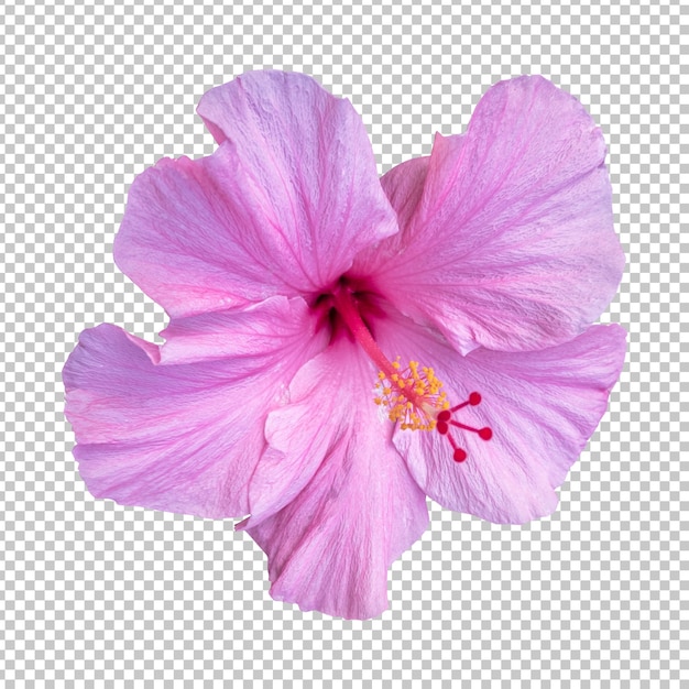 PSD roze hibiscus bloem geïsoleerde weergave