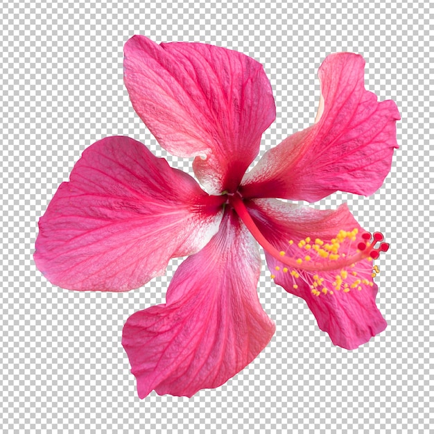 Roze hibiscus bloem geïsoleerde weergave