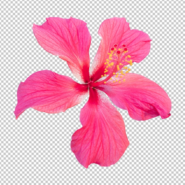 Roze hibiscus bloem geïsoleerde weergave