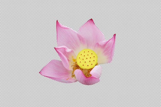 PSD roze lotus