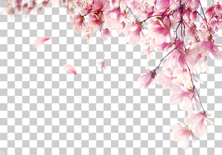 PSD roze magnolia bloesems
