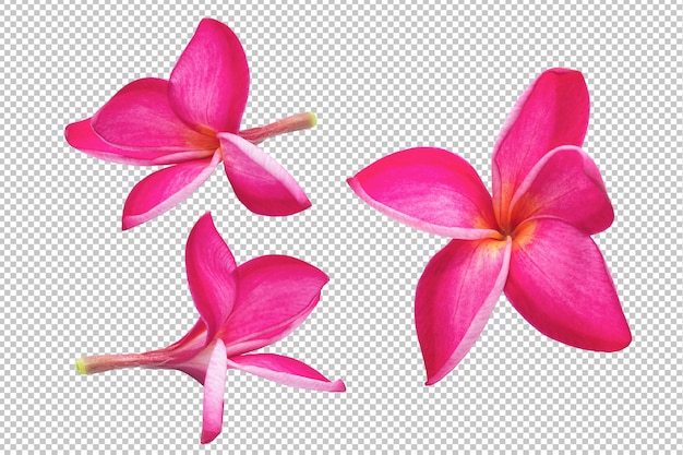 PSD roze plumeria bloeit transparantie. bloemen