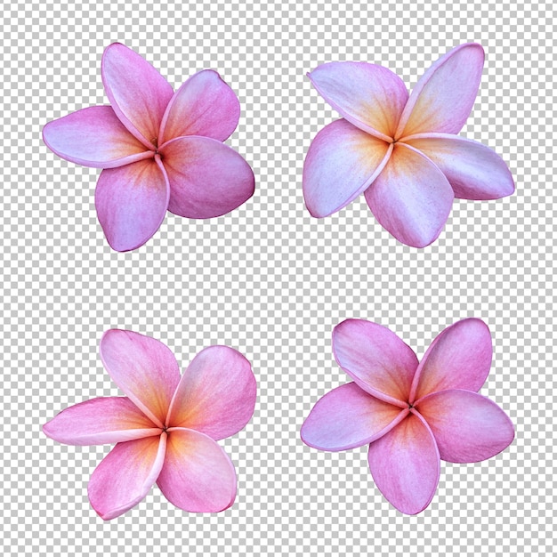 Roze plumeria bloemen geïsoleerde weergave