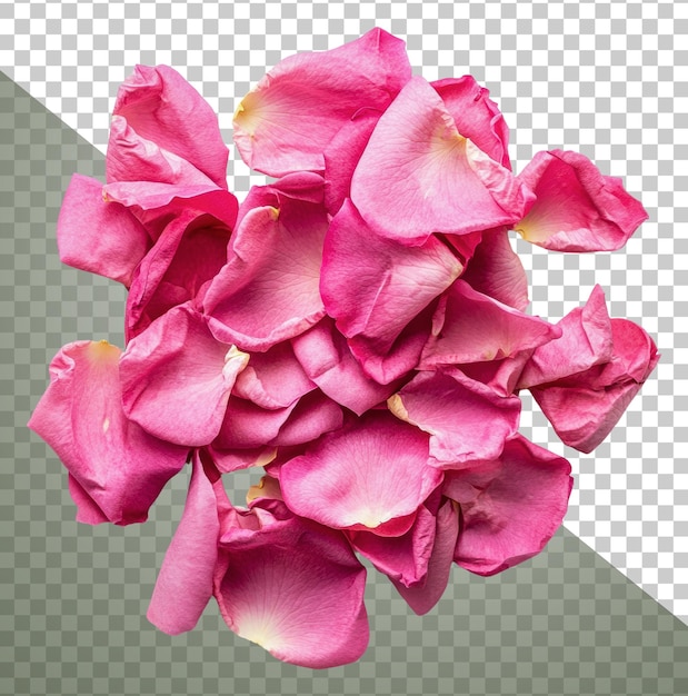Roze roosblaadjes op witte achtergrond
